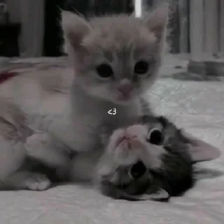 💕 emoji котятки Telegram sticker 10 of 31