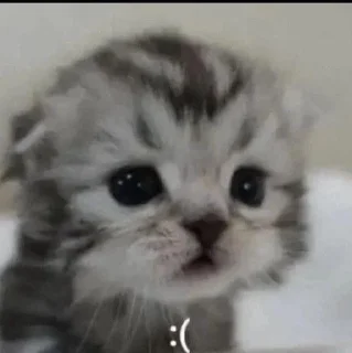 😣 emoji котятки Telegram sticker 13 of 31
