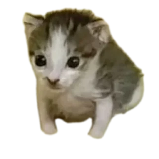 😳 emoji Котеки Telegram sticker 8 of 18