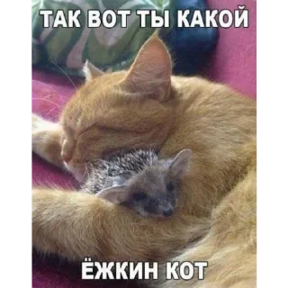 Sticker from Котеки