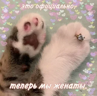 Sticker from котята