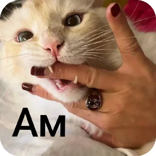 😋 emoji котики Telegram sticker 19 of 55