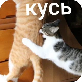 😈 emoji котики Telegram sticker 8 of 55