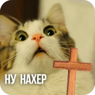 😨 emoji котики Telegram sticker 24 of 55