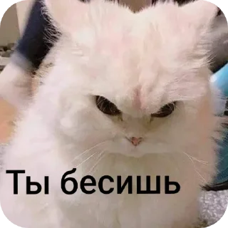 😡 emoji котики Telegram sticker 14 of 55
