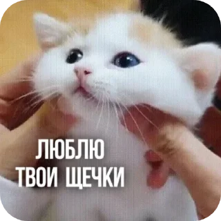 ☺ emoji котики Telegram sticker 22 of 55