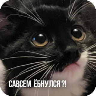 🙄 emoji котики Telegram sticker 20 of 55