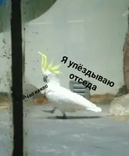 🌟 emoji хуета Telegram sticker 5 of 22