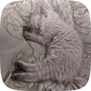 💋 emoji ✧💋🐈✧фиска кувесты от @kortomeral Telegram sticker 20 of 23