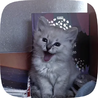 💋 emoji ✧💋🐈✧фиска кувесты от @kortomeral Telegram sticker 15 of 23