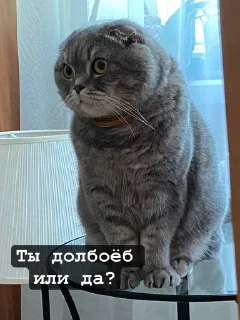 🌟 emoji Бонстер Telegram sticker 23 of 25