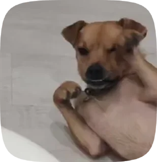 🤦 emoji Булка Гусь и Все Все Все Telegram sticker 4 of 47