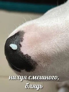 Sticker from МАМКИН ХУЙ НИКОЛАЙ