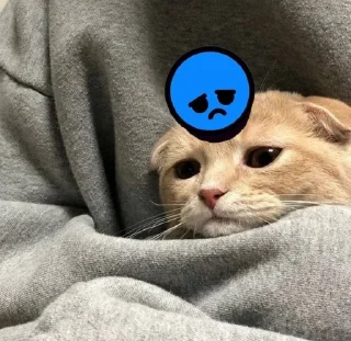 😭 emoji Kittens Telegram sticker 24 of 77