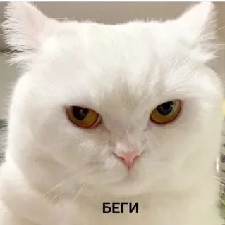 😡 emoji Кисики Telegram sticker 20 of 107