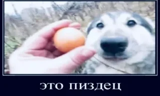 🤬 emoji Трамп лох(By @bvv_dwt) Telegram sticker 21 of 80