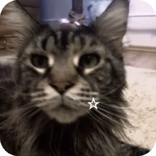 😴 emoji ✦ maincoon core ★ ꕀ @krikolvix Telegram sticker 23 of 50
