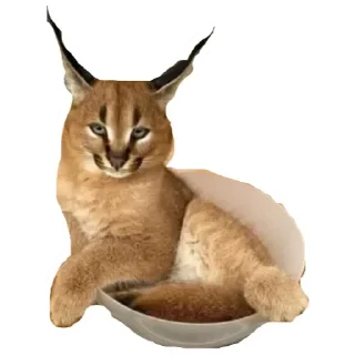 💚 emoji Шлёпа 3 Telegram sticker 18 of 25
