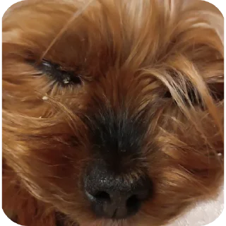 😮‍💨 emoji Люся и Кики Telegram sticker 10 of 26