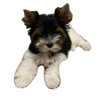 🐱 emoji Люся и Кики Telegram sticker 23 of 26