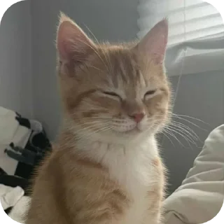 ☺ emoji котики<3 || @lladnq Telegram sticker 10 of 25