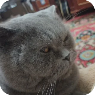 Sticker from коты бро @TgEmodziBot