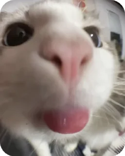 Sticker from Блатной котяра🂾