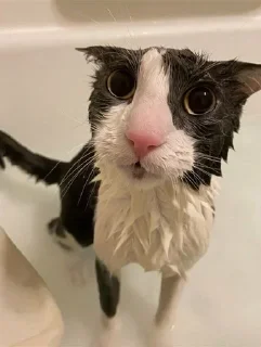 Sticker from Soggy cat