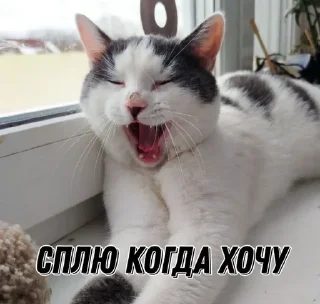 🙂 emoji Котёнки 2 @korolpupsikov @Popandopulus2008 Telegram sticker 22 of 94