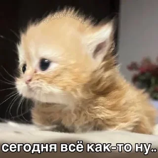 😒 emoji Котёнки 2 @korolpupsikov @Popandopulus2008 Telegram sticker 23 of 94