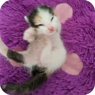 😓 emoji Котёнки 2 @korolpupsikov @Popandopulus2008 Telegram sticker 9 of 94