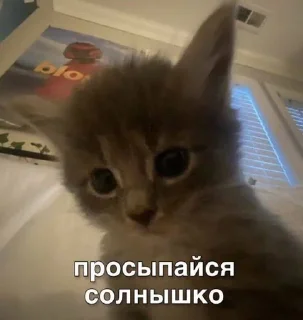 Sticker from кисечки