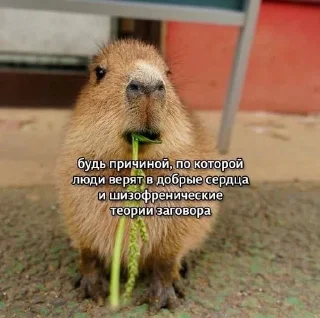 Sticker from мілі капібари :: @mixtapper