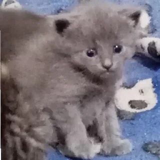 😄 emoji Тильт котейки Telegram sticker 10 of 10