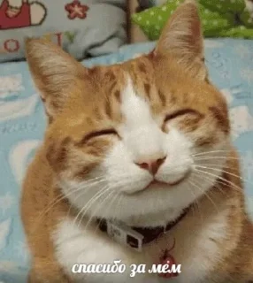 😇 emoji Она без хиджаба Telegram sticker 17 of 25