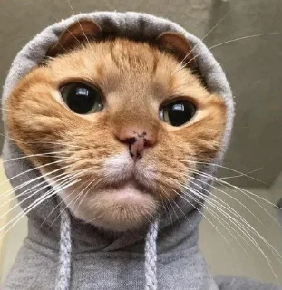 😒 emoji котики лины Telegram sticker 24 of 25