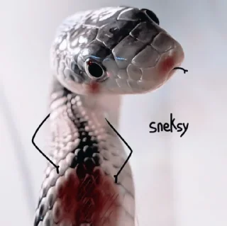 🐍 emoji 𝐀𝐒𝐏𓆗𝐃 ↹ @aspidrp Telegram sticker 1 of 48