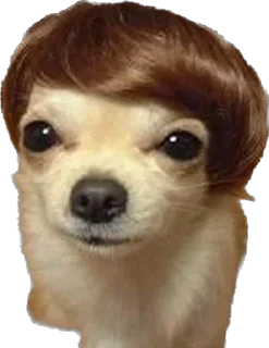 🤠 emoji Кошке и собеки Telegram sticker 4 of 42