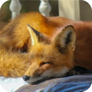 🐶 emoji Котики лисички @Solite_prime Telegram sticker 2 of 49