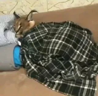 😴 emoji Шлепок Telegram sticker 16 of 38