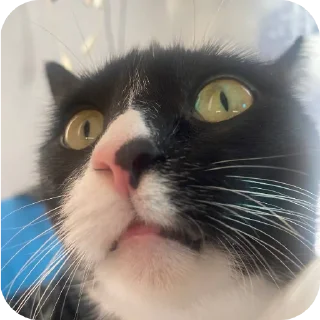 🤩 emoji коты бро @TgEmodziBot Telegram sticker 3 of 37