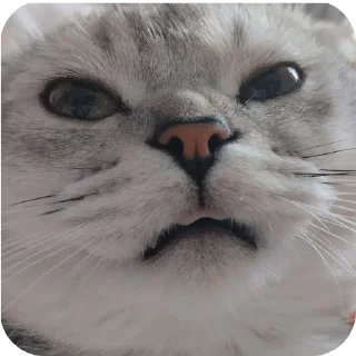 🤩 emoji коты бро @TgEmodziBot Telegram sticker 5 of 37
