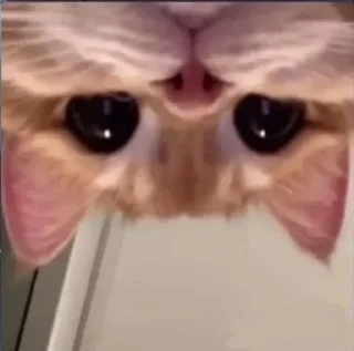🌟 emoji Котики Telegram sticker 11 of 75