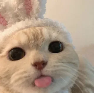 🌟 emoji Котики Telegram sticker 12 of 75