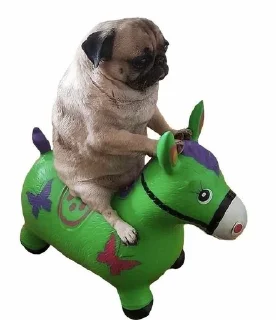 🐎 emoji собаки Telegram sticker 22 of 30