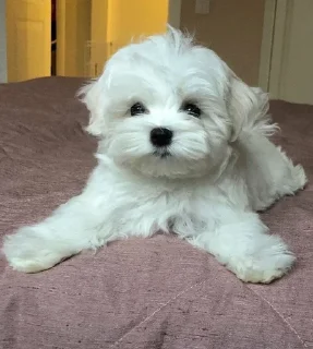 🙂 emoji собаки Telegram sticker 7 of 30