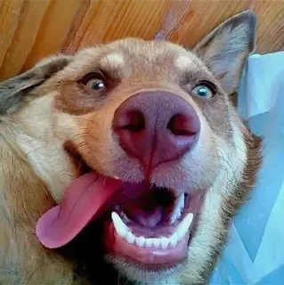 😋 emoji собаки Telegram sticker 16 of 30