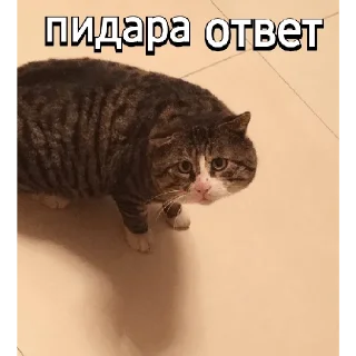 🙂 emoji Че Telegram sticker 24 of 41