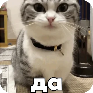 Sticker from Комару :: @Chtoza_OX