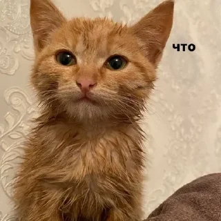 😃 emoji котейка Telegram sticker 16 of 37